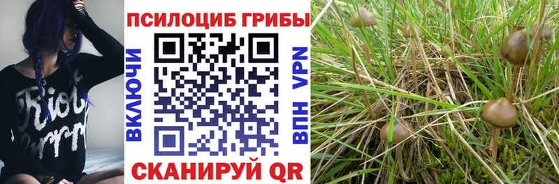Псилоцибиновые грибы Cubensis Нытва